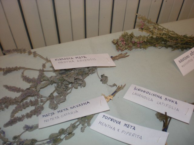 p4220467